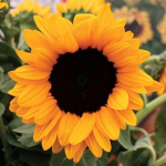 Summertime Sunflowers