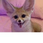 Happy Fennecs