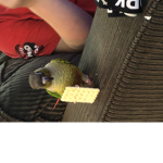 The Rainbow Birds