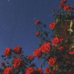 Rose Ent.