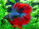 the betta fish group