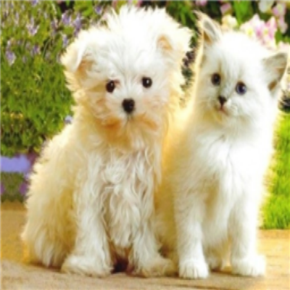 Cute cat an dog Roblox decal