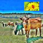 lolcow studios