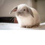 bunny:33