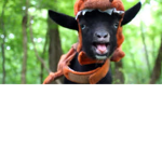 Goat Nation