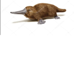 The Platypus group