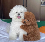 Doggy’s. Friends
