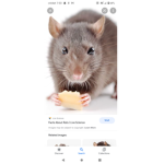 The grey rats