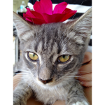 Prince_The_Cat_Army