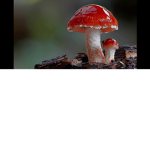 The mushrooms :D