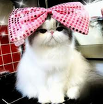 CAT_L0VRS