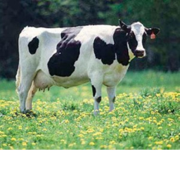 Doctor Cow: The Dalek Invasion