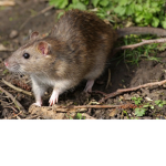 WE HAVE RATS