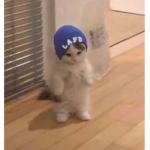 swag cash money