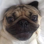 Crazy puggos