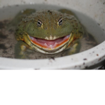 frog frog hop hop everyone likes frogs