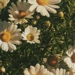 🌼