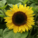 Sunflower Luv
