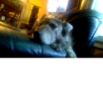 Gaming with dog Fan Club