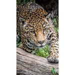 Jaguar Army