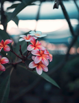 Flower side dance company