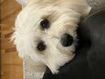 Puppyfamily0212