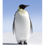 Alone Penguin