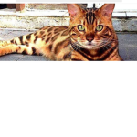 bunnyy kitty