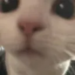 The Order of Catstare