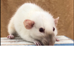Rats r getting extinct