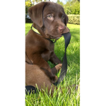 Chocolate labradors