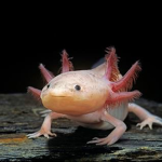 axolotl ppl (true)