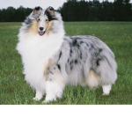 GIANT DOG