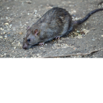 A Home For Rats