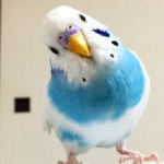 Birds Party