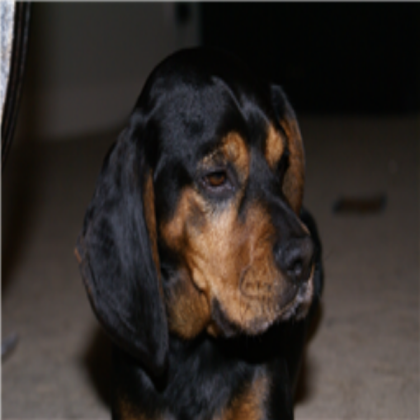 dog Roblox decal