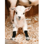 goatclub (⁄ ⁄•⁄ω⁄•⁄ ⁄)