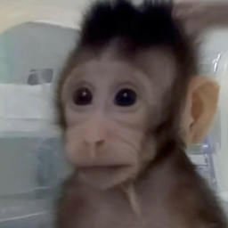 Our monke town
