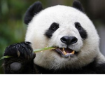 Panda Squad Only