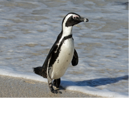 Penguin Dudd's Obby