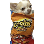 Cheeto troll gang