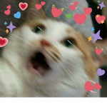 Cat : D