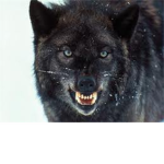 The Wolf Pack of awesomeness.