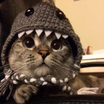 Sharkiez!