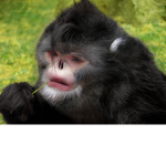 Funding Monkey