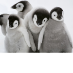 The 10/10 penguins squad