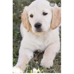 Dogz R da best
