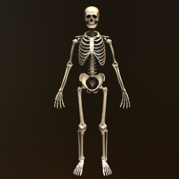 Skeleton Obby
