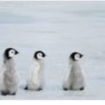 Penguin squad y’all!