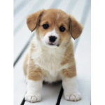 Cute clothes_____ And puppies